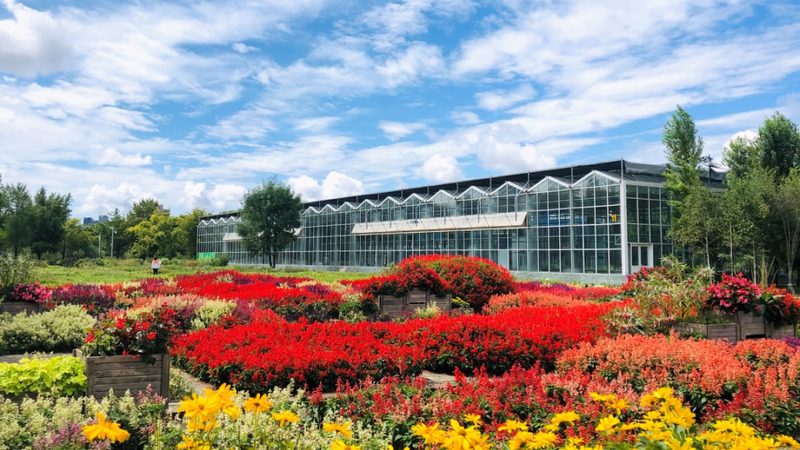 苗木种植技术视频教程分类：从入门到精通的系统化学习路径