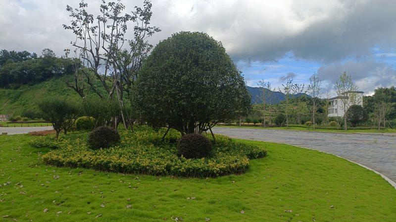 屋顶草坪种植步骤与技巧：打造绿色屋顶的秘诀