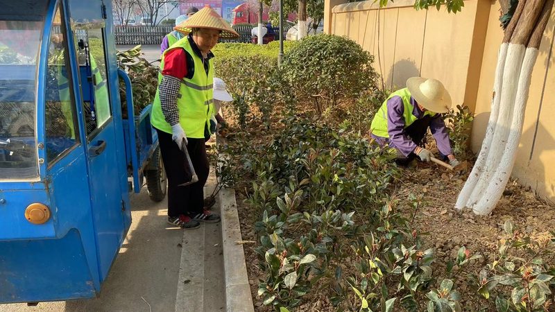 苗木种植技术视频教程：高清版，揭秘种植秘诀