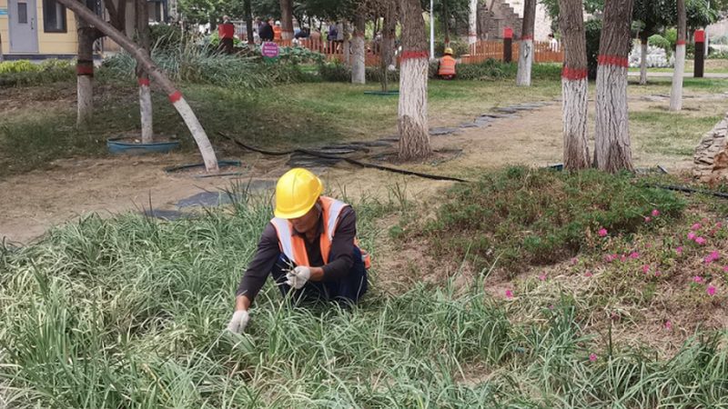 屋顶绿化植物价格报价单：揭秘成本构成与选购要点