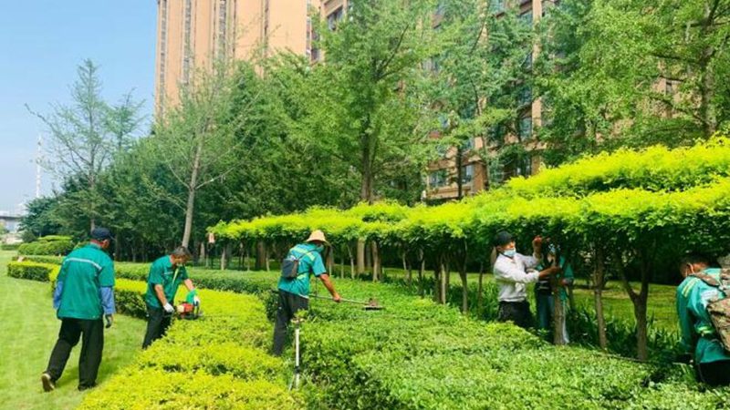 中小学绿化工程预算：标准解析与影响因素